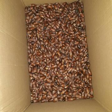  eikels om te planten beschikbaar voor biedingen