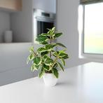 Kunstmatige kamercamelia | 29cm | GRATIS LEVERING, Binnen, PASCH, -, Verzenden