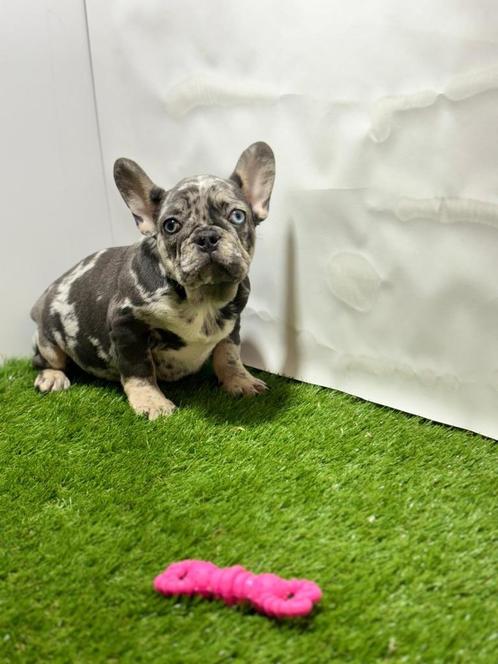 Franse bulldog pups, Dieren en Toebehoren, Honden | Bulldogs, Pinschers en Molossers, Meerdere dieren, Bulldog, Fokker | Professioneel