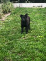 Bouvier de Roules/Roeselare Bouvier pups te koop, Dieren en Toebehoren, Bouvier, België, CDV (hondenziekte), 8 tot 15 weken