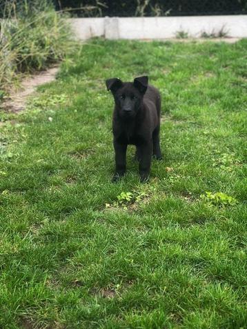Bouvier de Roules/Roeselare Bouvier pups te koop  beschikbaar voor biedingen
