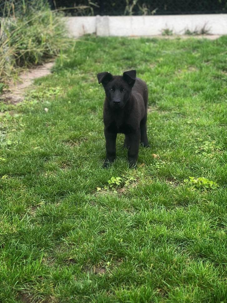 Bouvier de Roules/Roeselare Bouvier pups te koop, Dieren en Toebehoren, Honden | Herdershonden en Veedrijvers, Meerdere dieren