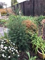 1 spar, Tuin en Terras, Ophalen