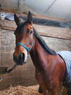 5 jarige D-pony, Hongre, Débourré, 3 à 6 ans