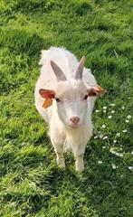 Dwerggeit, Dieren en Toebehoren