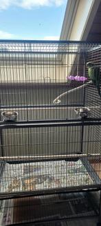 Halsbandpariet met kooi te koop en toebehoren, Dieren en Toebehoren, Vogels | Hokken en Kooien, Ophalen, Nieuw