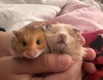 Hamster dore, Dieren en Toebehoren, Knaagdieren, Hamster, Juni, Mannelijk, Tam