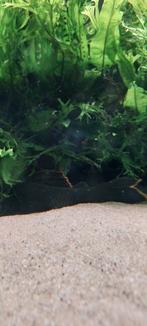 L106 pleco, Dieren en Toebehoren, Vissen | Aquariumvissen, Vis, Zoetwatervis