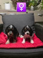 mooie engelse cocker pups, België, CDV (hondenziekte), 8 tot 15 weken, Meerdere