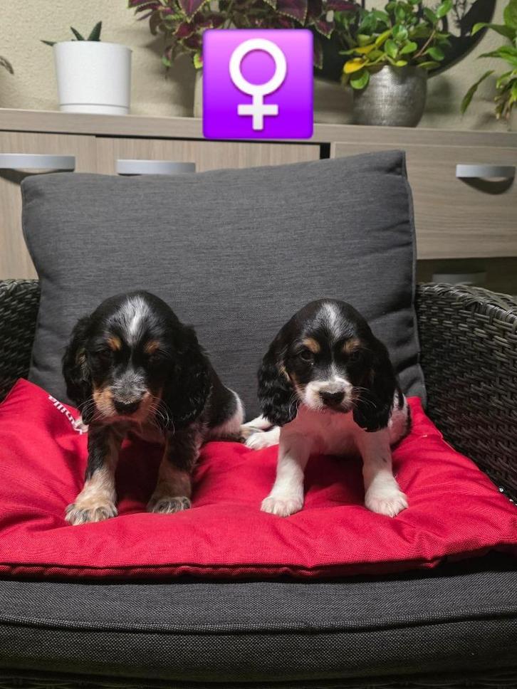 mooie engelse cocker pups, Dieren en Toebehoren, Honden | Retrievers, Spaniëls en Waterhonden, Meerdere dieren, Spaniël, Fokker | Professioneel
