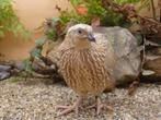 japanse kwartel, Meerdere dieren, Geringd