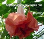 Brugmansia Angel phänomenal red/fuchia UITVERKOCHT, Enlèvement