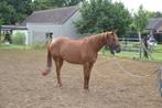 Knappe vosse merrie, Dieren en Toebehoren, Paarden, Zadelmak, 7 tot 10 jaar, 160 tot 165 cm, Recreatiepaard