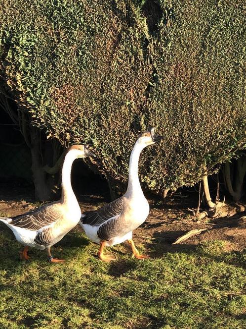 broedeieren van de Japanse knobbelgans, Dieren en Toebehoren, Pluimvee, Gans of Zwaan, Geslacht onbekend