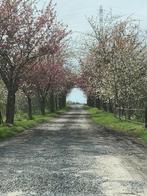 L ecurie du boskail à pieton, Dieren en Toebehoren