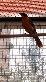 Sneeuwkruin tapuit man, Dieren en Toebehoren, Geringd