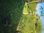 Bambou Fargesia Red Zebra et Robusta, Tuin en Terras, Ophalen, Bamboe, Struik, 100 tot 250 cm