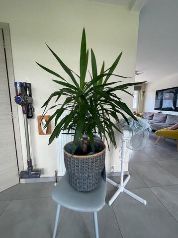 Plante yucca beschikbaar voor biedingen