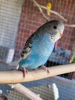 Jonge grasparkiet, Dieren en Toebehoren, Vogels | Parkieten en Papegaaien