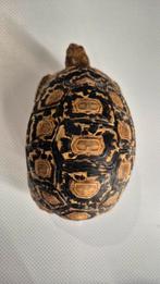 Stigmochelys pardalis Éthiopie (Tortue), Enlèvement, Neuf, Autres types