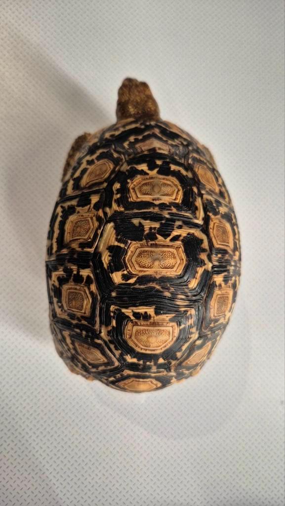 Stigmochelys pardalis Éthiopie (Tortue), Animaux & Accessoires, Reptiles & Amphibiens | Accessoires, Neuf, Autres types, Enlèvement