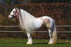 Étalon Irish Cob Tinker coloré en argent 1,58, Cheval de dressage, Z, 11 ans ou plus, Moins de 160 cm