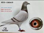 100% Janssen Ardendonk duiver, Dieren en Toebehoren, Vogels | Duiven, Mannelijk
