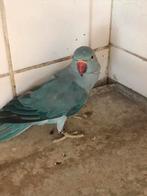 Blauwe halsbandparkiet, Dieren en Toebehoren, Vogels | Parkieten en Papegaaien, Geringd