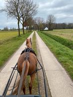 Menpony / Welsh pony / betuigde pony / tuigpony, Dieren en Toebehoren, Pony's, Ruin, Niet van toepassing, 3 tot 6 jaar, B pony (1.17m tot 1.27m)