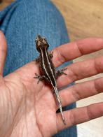 Gargoyle nakweek, Dieren en Toebehoren, Reptielen en Amfibieën, Hagedis, Tam, 0 tot 2 jaar