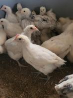 Poule de bresse, 5 semaines, Animaux & Accessoires, Volatiles, Plusieurs animaux, Poule ou poulet