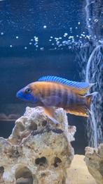 Malawi cichliden aulonocara Eureka, Dieren en Toebehoren, Vis