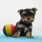 Yorkshire Terrier - Belgische pups te koop, Dieren en Toebehoren, Yorkshire Terriër, België, Handelaar, CDV (hondenziekte)