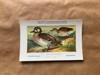 Vogels der Belgische Fauna - Reeks 24, Enlèvement ou Envoi, 1940 à 1960, Non affranchie