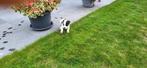 Jack Russel pups, Dieren en Toebehoren, Honden | Jack Russells en Terriërs, België, Jack Russell Terriër, Reu, CDV (hondenziekte)