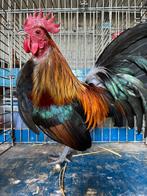 Belgische krielen, Dieren en Toebehoren, Pluimvee, Meerdere dieren, Kip