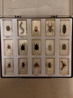 Set insecten in glazen blokjes., Dieren en Toebehoren, Insecten en Spinnen