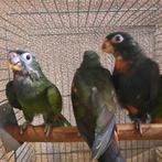 Pionus Bronsvleugel en Maximiliani-papegaaien jong-tam., Dieren en Toebehoren, Vogels | Parkieten en Papegaaien, Meerdere dieren