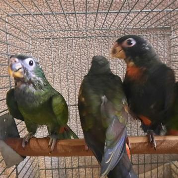 Pionus Bronsvleugel en Maximiliani-papegaaien jong-tam. beschikbaar voor biedingen