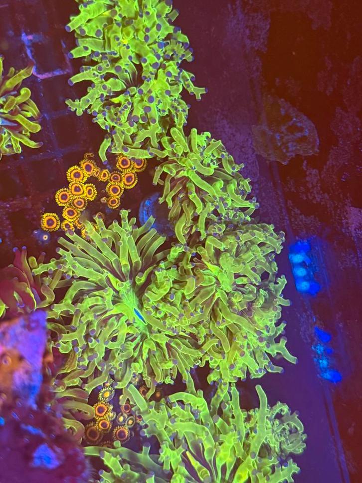 Koralen sps/lps/soft, Animaux & Accessoires, Poissons | Poissons d'aquarium