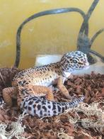 Koppel luipaardgekkos met terrarium, Dieren en Toebehoren, Reptielen en Amfibieën, Met terrarium