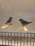 drie kleur papegaaiamandine en een forbes pappegaai amandine, Dieren en Toebehoren, Meerdere dieren, Tropenvogel