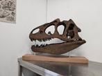 Allosaurus schedel replica 1/1., Ophalen