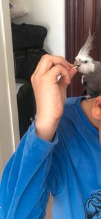 Calopsite aprevoiser, Dieren en Toebehoren, Vogels | Parkieten en Papegaaien