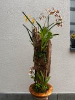 Handgemaakt uniek orchideeënstuk – Oncidium mix, Ophalen