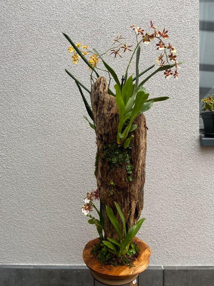 Handgemaakt uniek orchideeënstuk – Oncidium mix, Huis en Inrichting, Kamerplanten, Ophalen