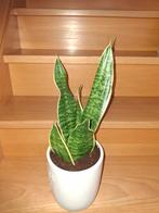 Sanseveria Superba, Ophalen