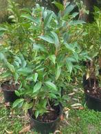 Grote kortingen op portugese laurierhaag potgekweekt, Ophalen of Verzenden, Buxus