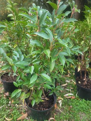 Grote kortingen op portugese laurierhaag potgekweekt  beschikbaar voor biedingen