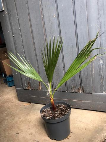Palm Washingtonia beschikbaar voor biedingen